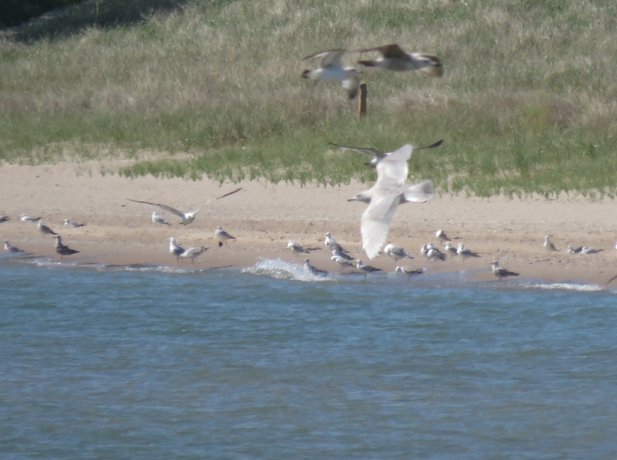 Iceland Gull - ML619324321