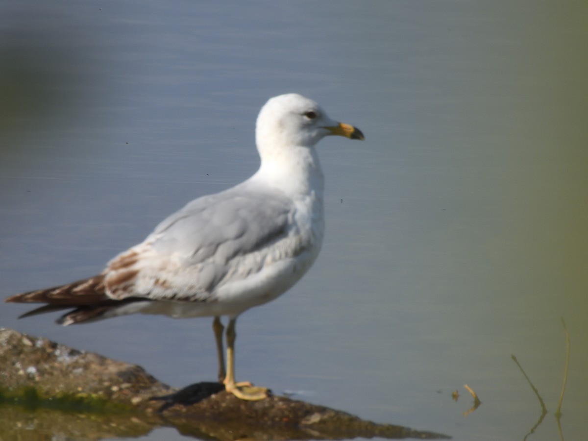 Ring-billed Gull - Colin Fisher