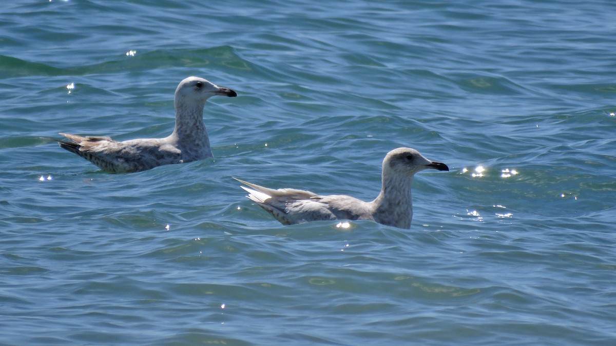 Gaviota Groenlandesa - ML619324340