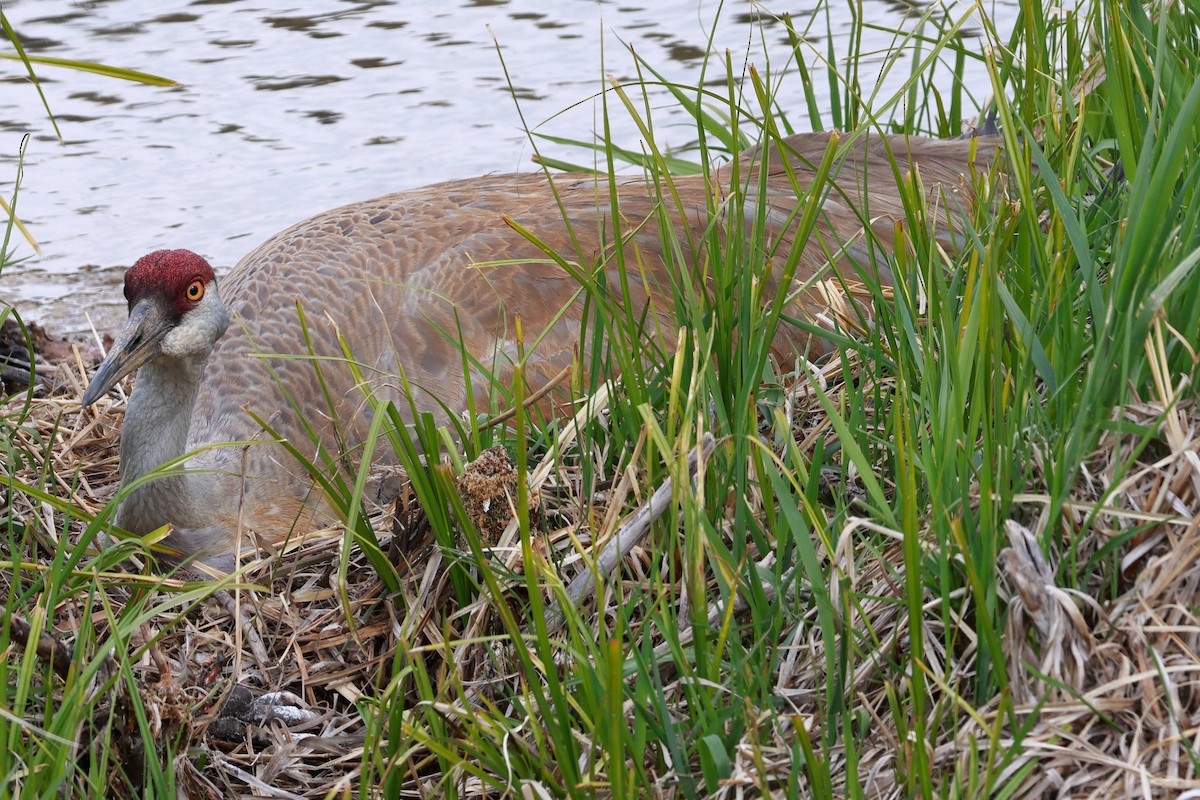 Sandhill Crane - ML619324356