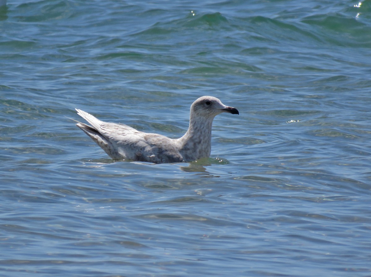 Goéland arctique - ML619324360