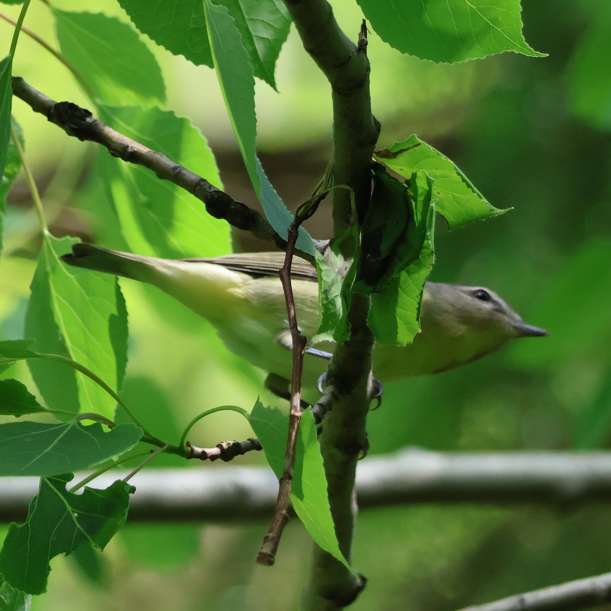 Philadelphia Vireo - Nathan Stimson