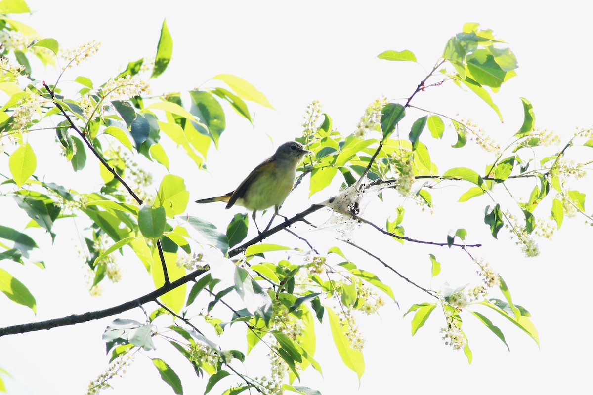 American Redstart - Samrudh Nandagopal
