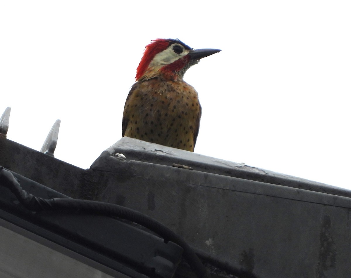 Spot-breasted Woodpecker - Albeiro Erazo Farfán