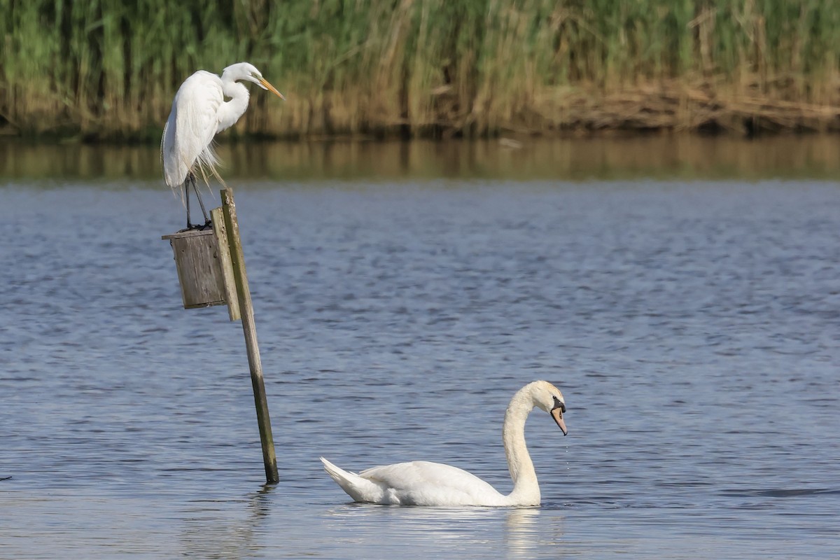 Mute Swan - Mary Thurmond