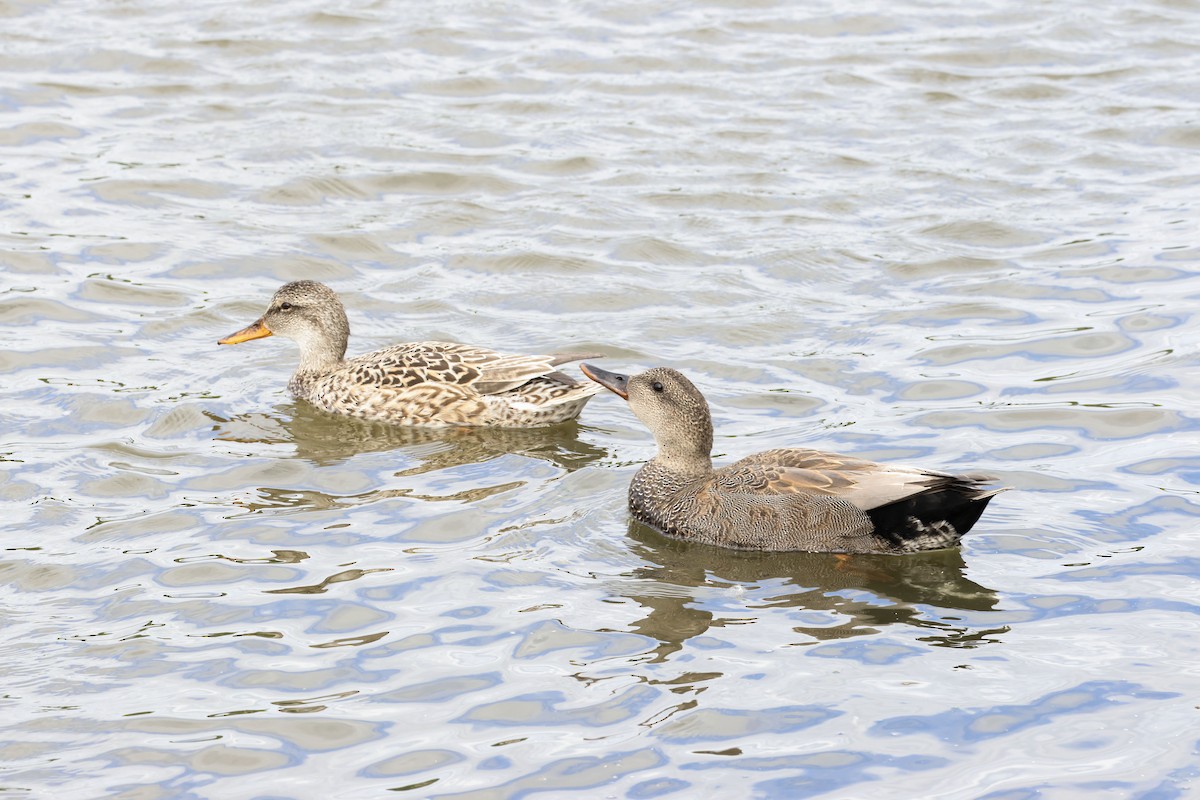 Gadwall - ML619324414