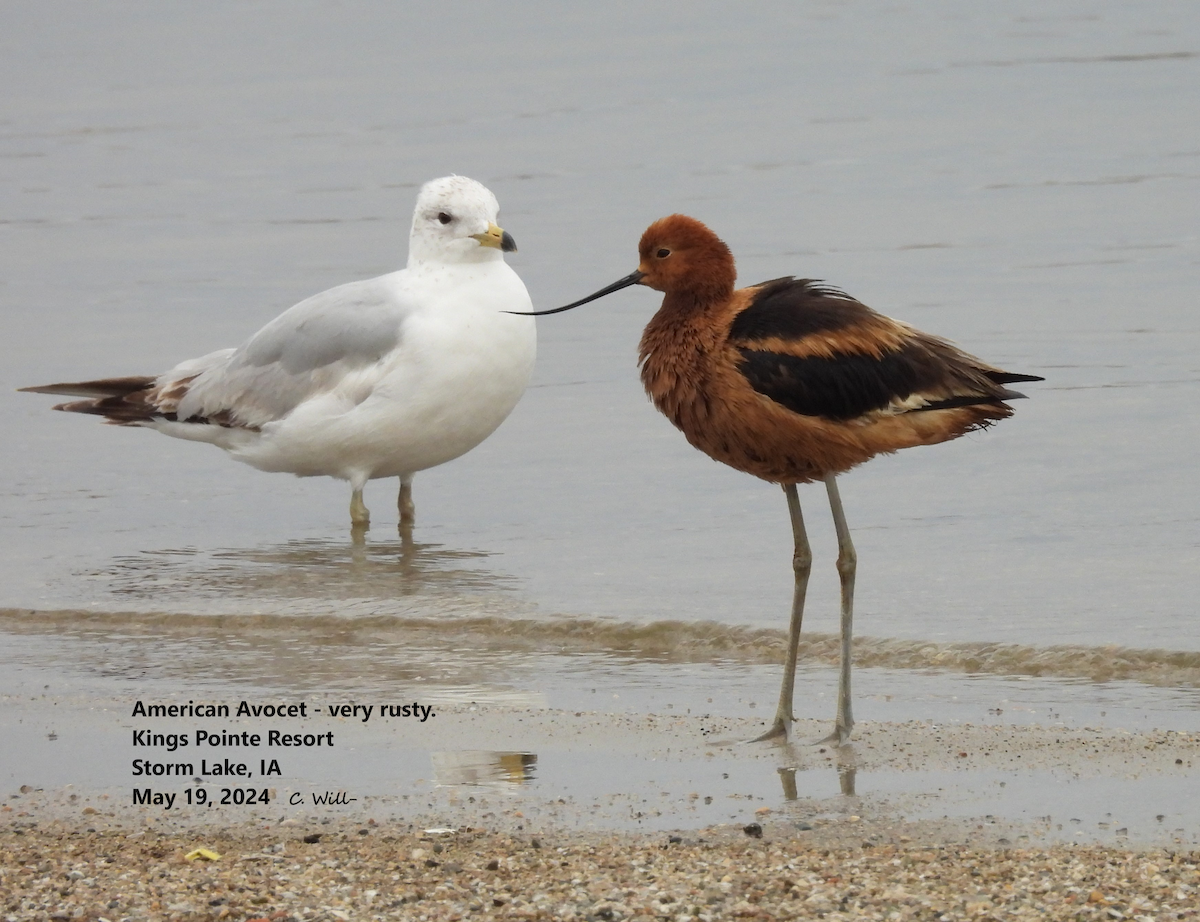 Avoceta Americana - ML619324419