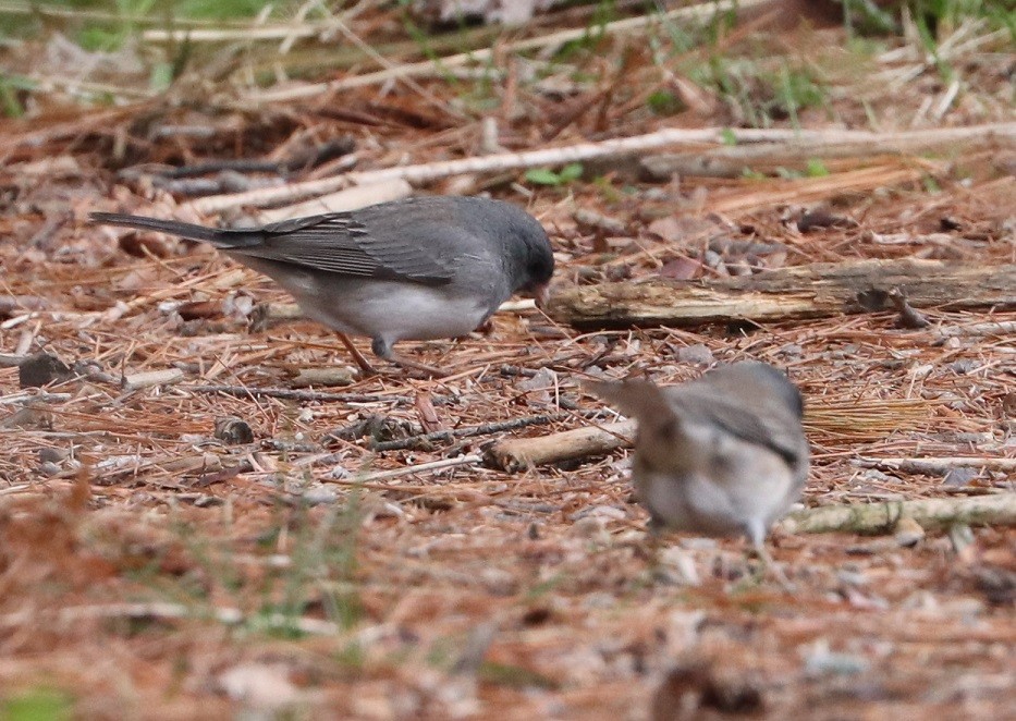 Dark-eyed Junco - A. Gary Reid