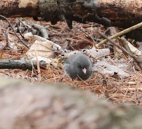 Dark-eyed Junco - A. Gary Reid