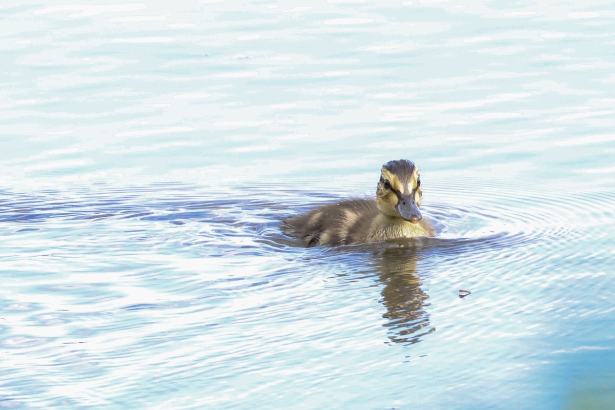 Mallard - Mary Thurmond