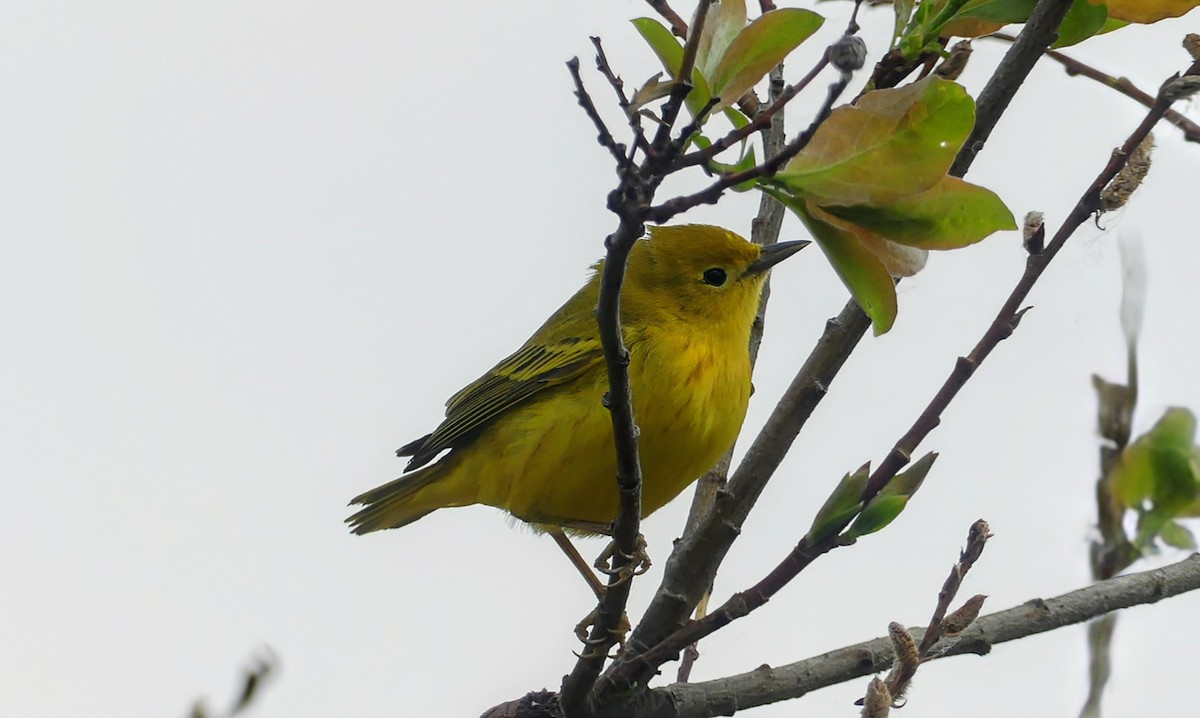 Yellow Warbler - Evan Peterson