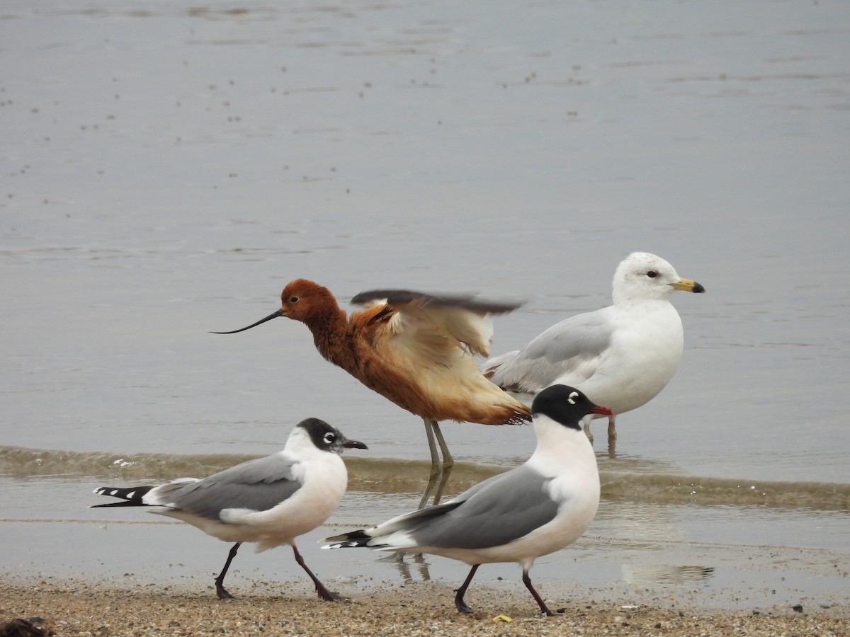 Avoceta Americana - ML619324443