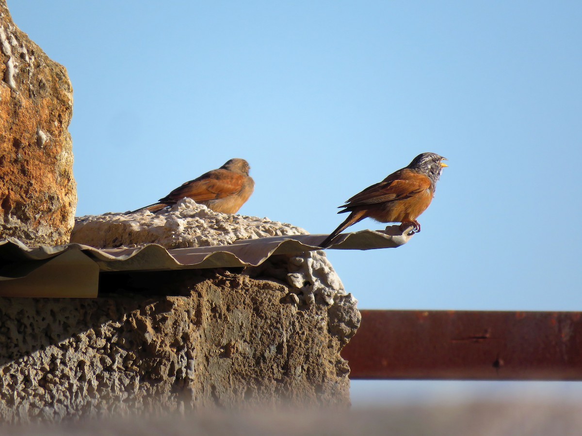 House Bunting - Abdessamad ENNOURY