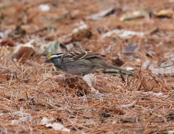 White-throated Sparrow - A. Gary Reid