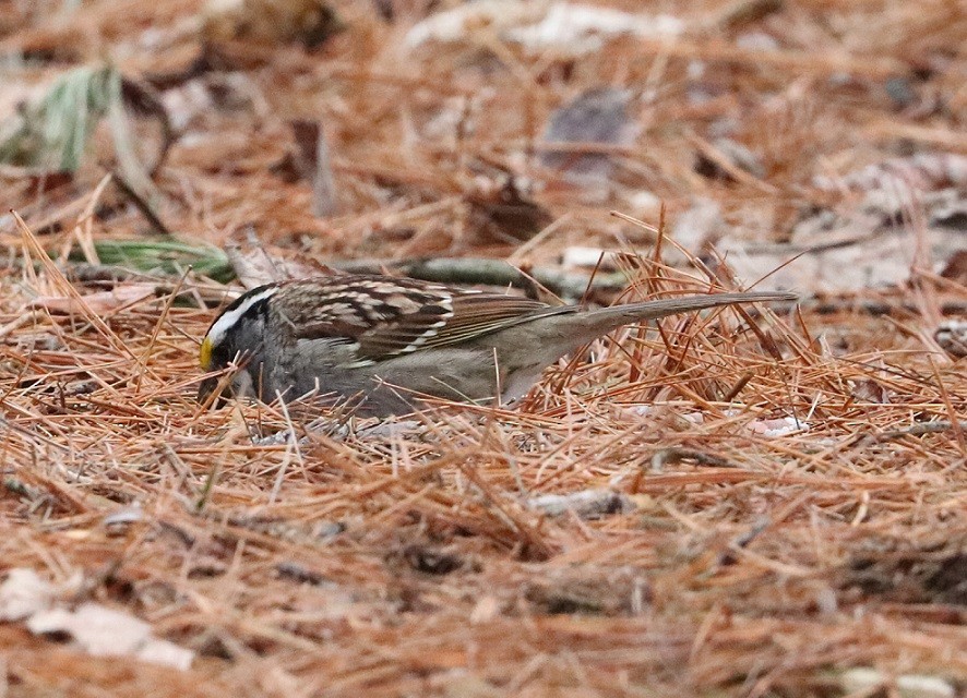 White-throated Sparrow - A. Gary Reid