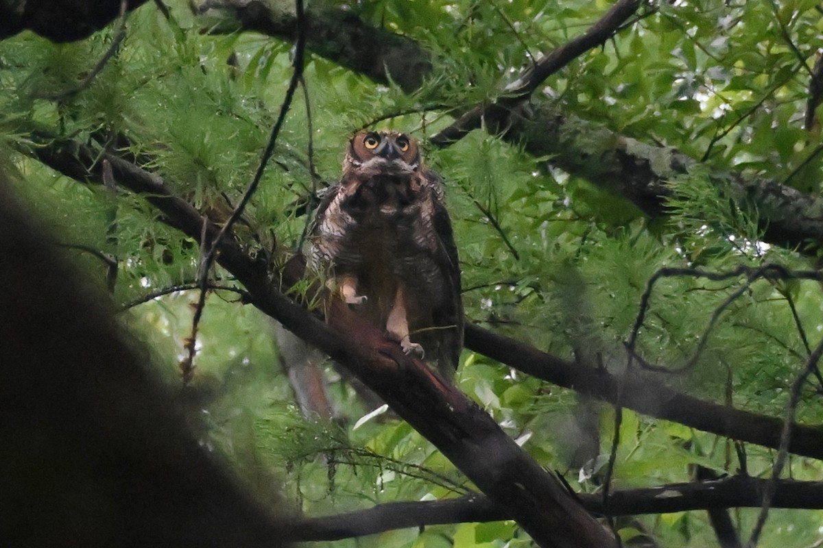 Great Horned Owl - ML619324473