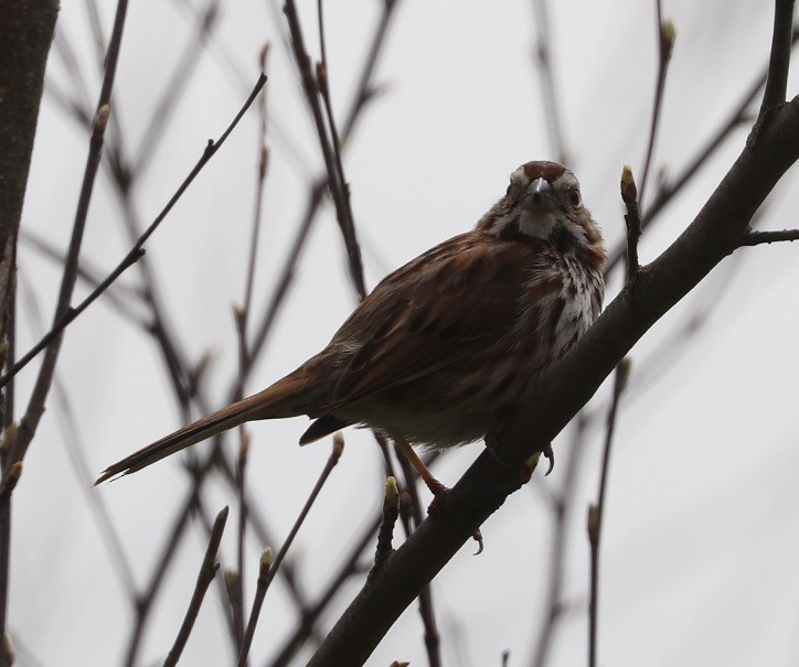 Song Sparrow - A. Gary Reid