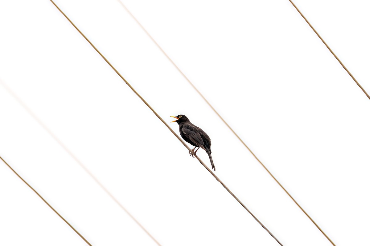 Eurasian Blackbird - ML619324487