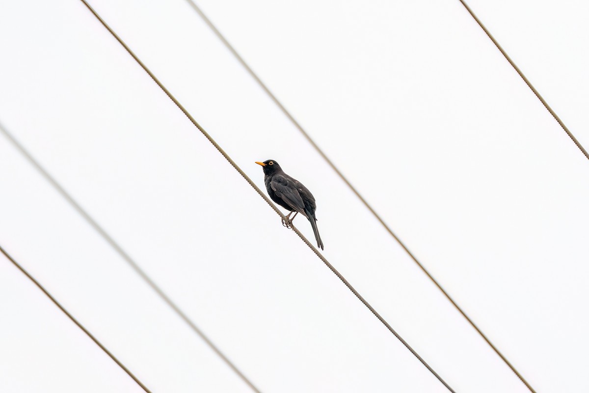 Eurasian Blackbird - ML619324488