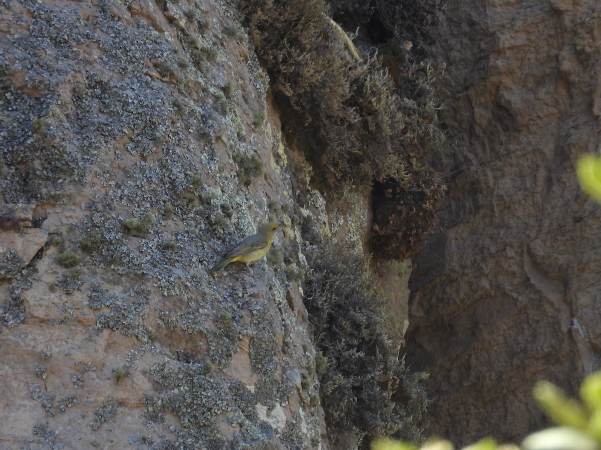 Hepatic Tanager - Javier Lucio