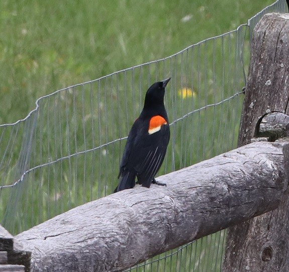 Red-winged Blackbird - A. Gary Reid