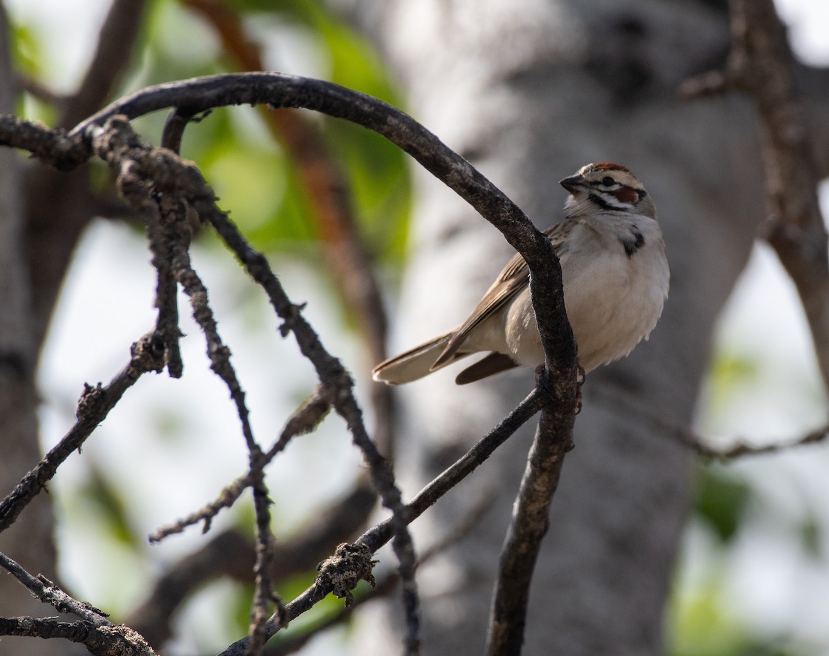 Lark Sparrow - ML619324503