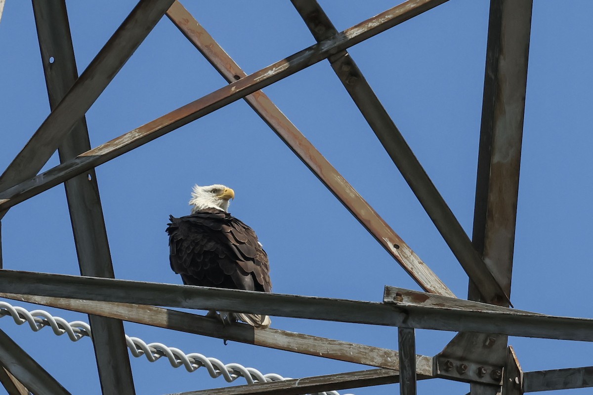 Bald Eagle - ML619324508