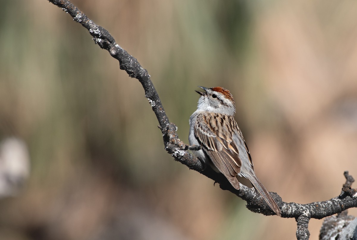 Chipping Sparrow - Chris McDonald