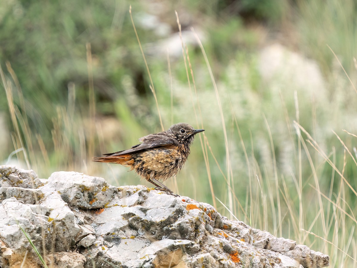 Rufous-tailed Rock-Thrush - Ali COBANOGLU