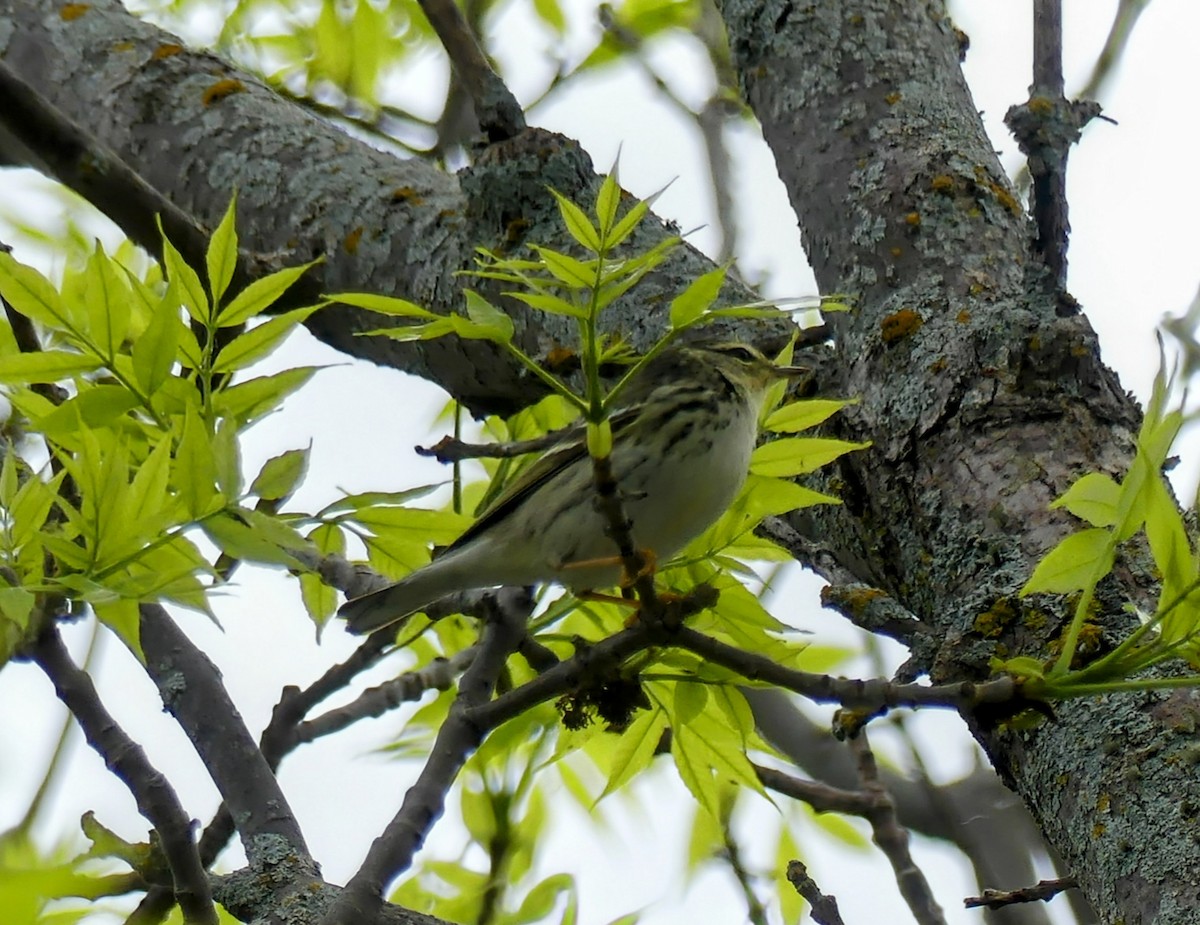 new world warbler sp. - Evan Peterson