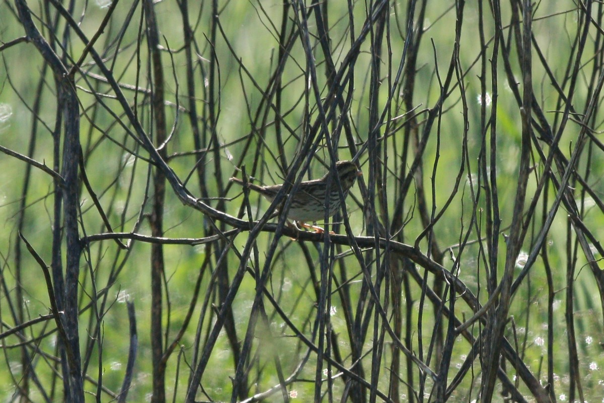 Savannah Sparrow - Samrudh Nandagopal