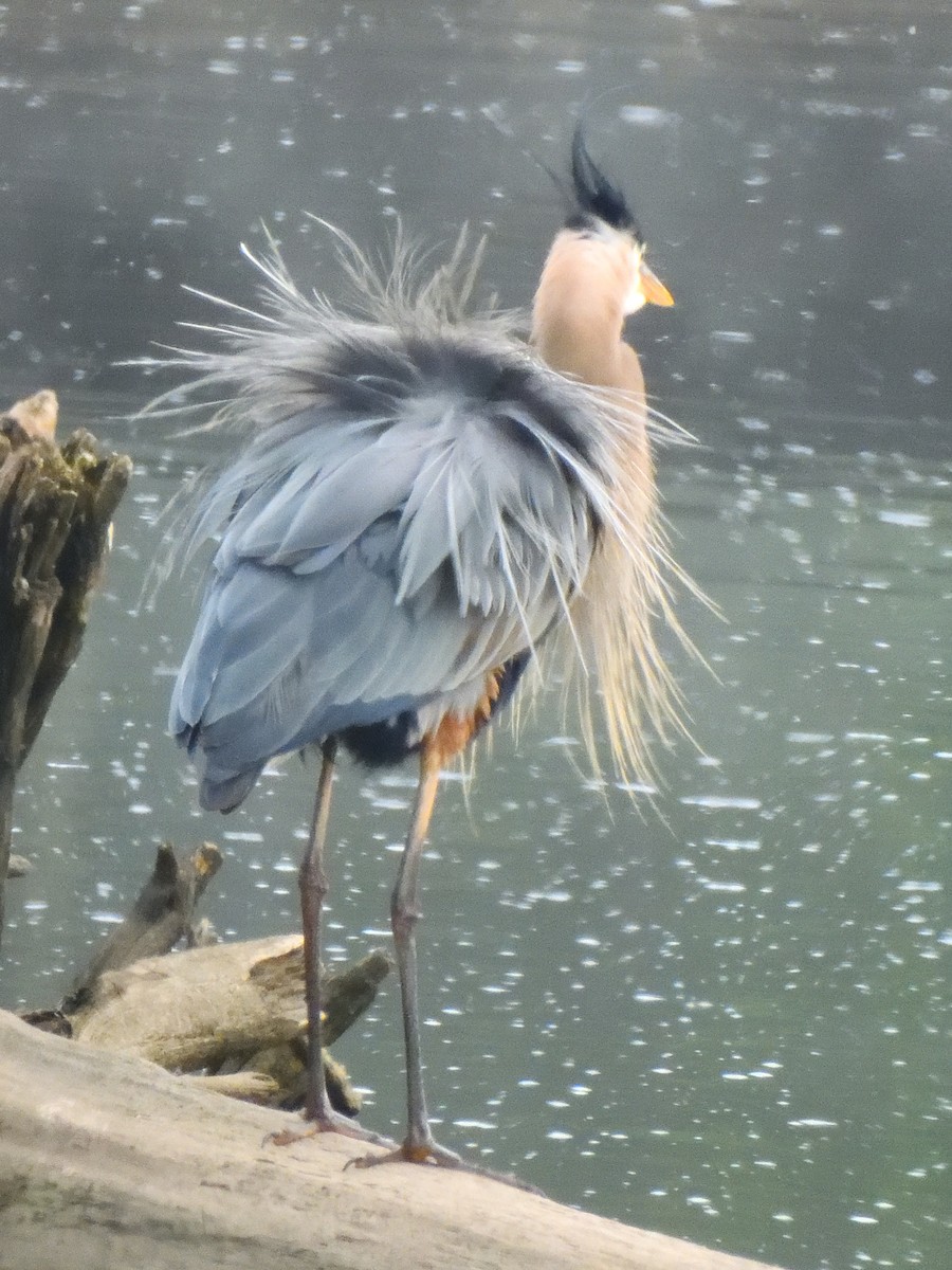 Great Blue Heron - Colin Fisher