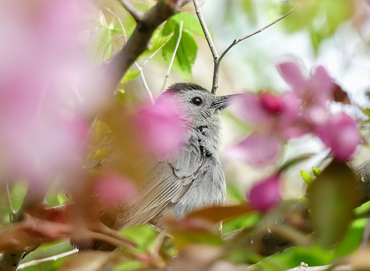 Gray Catbird - Evan Peterson