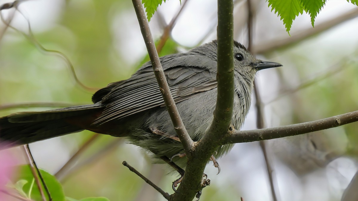 Gray Catbird - Evan Peterson