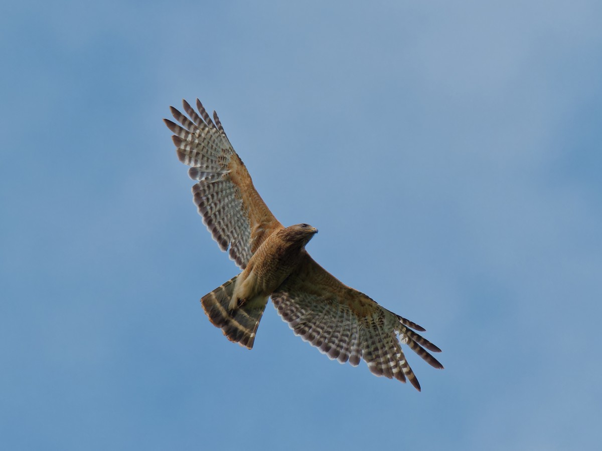 Red-shouldered Hawk - Terry Miller 🦅