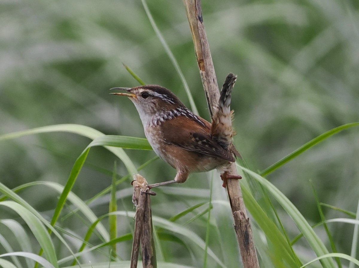 Marsh Wren - Kristin Schaumburg