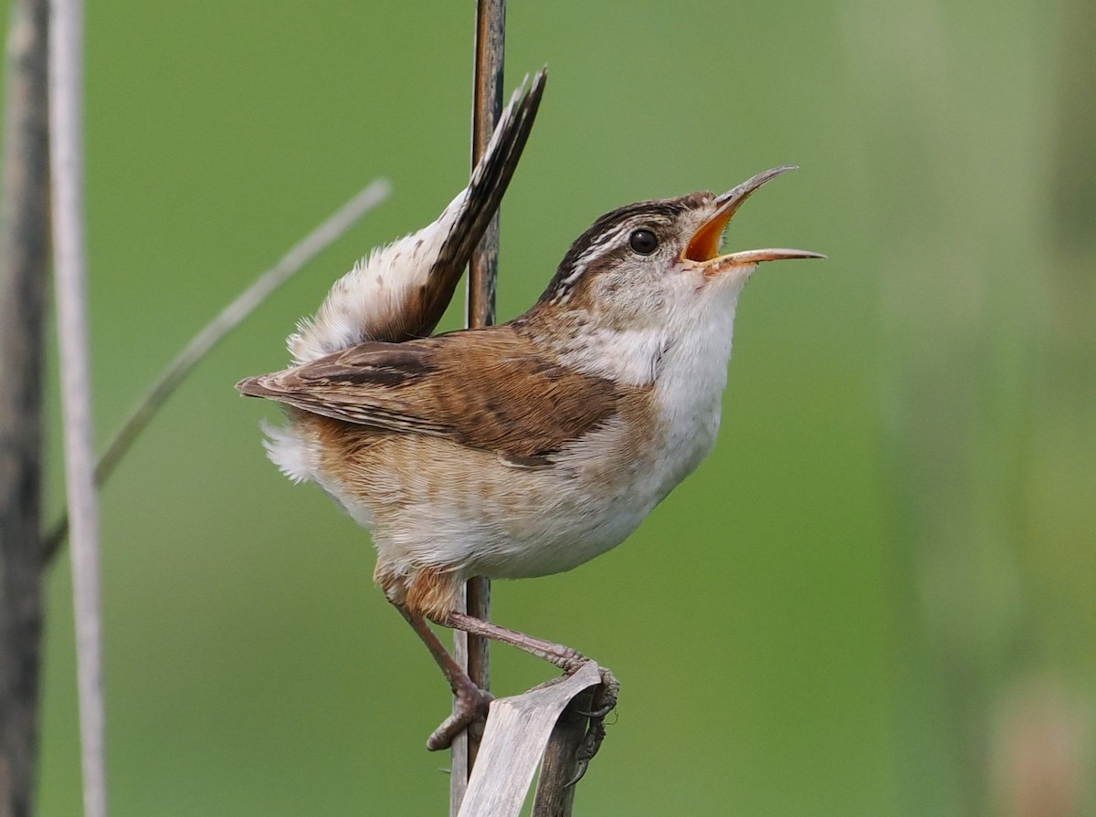 Marsh Wren - ML619324563