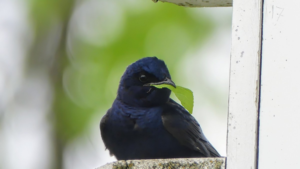 Purple Martin - Evan Peterson