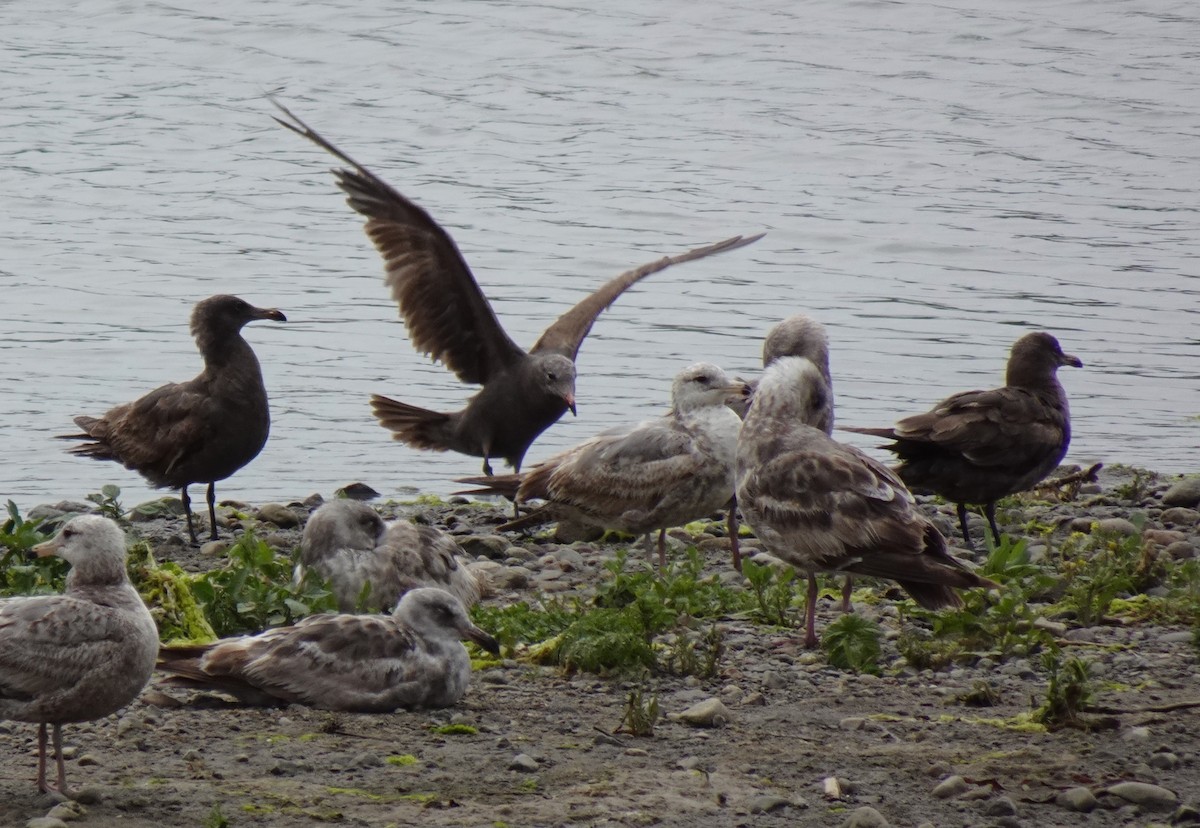 Heermann's Gull - ML619324575