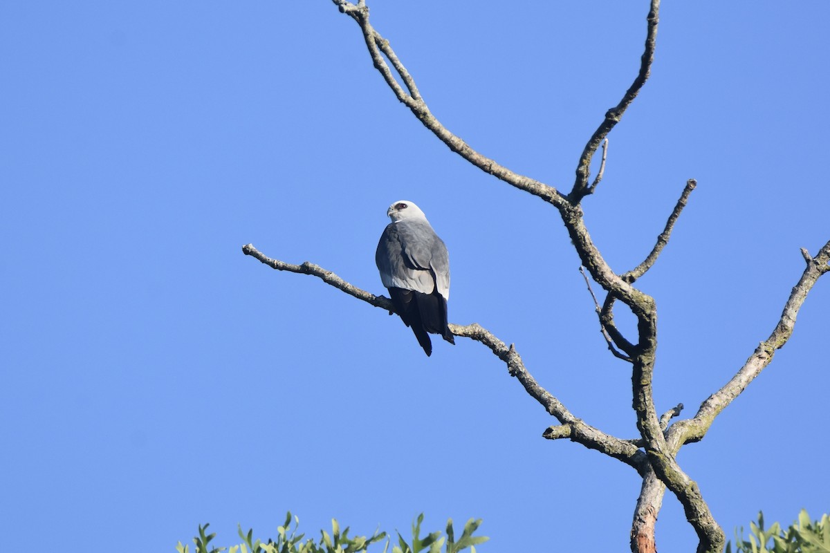 Mississippi Kite - ML619324585