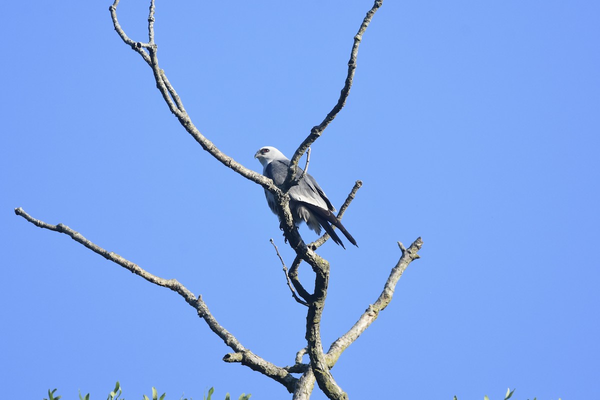 Mississippi Kite - ML619324586