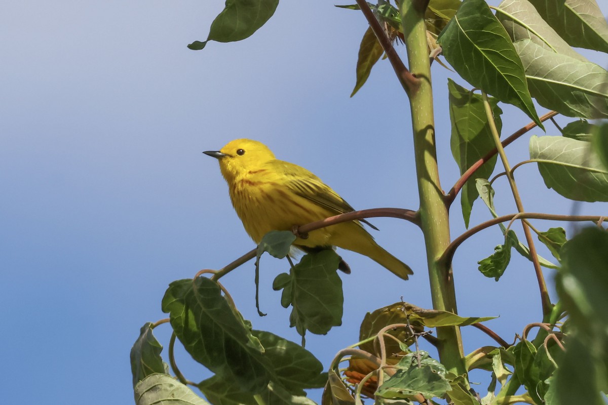 Yellow Warbler - Mary Thurmond