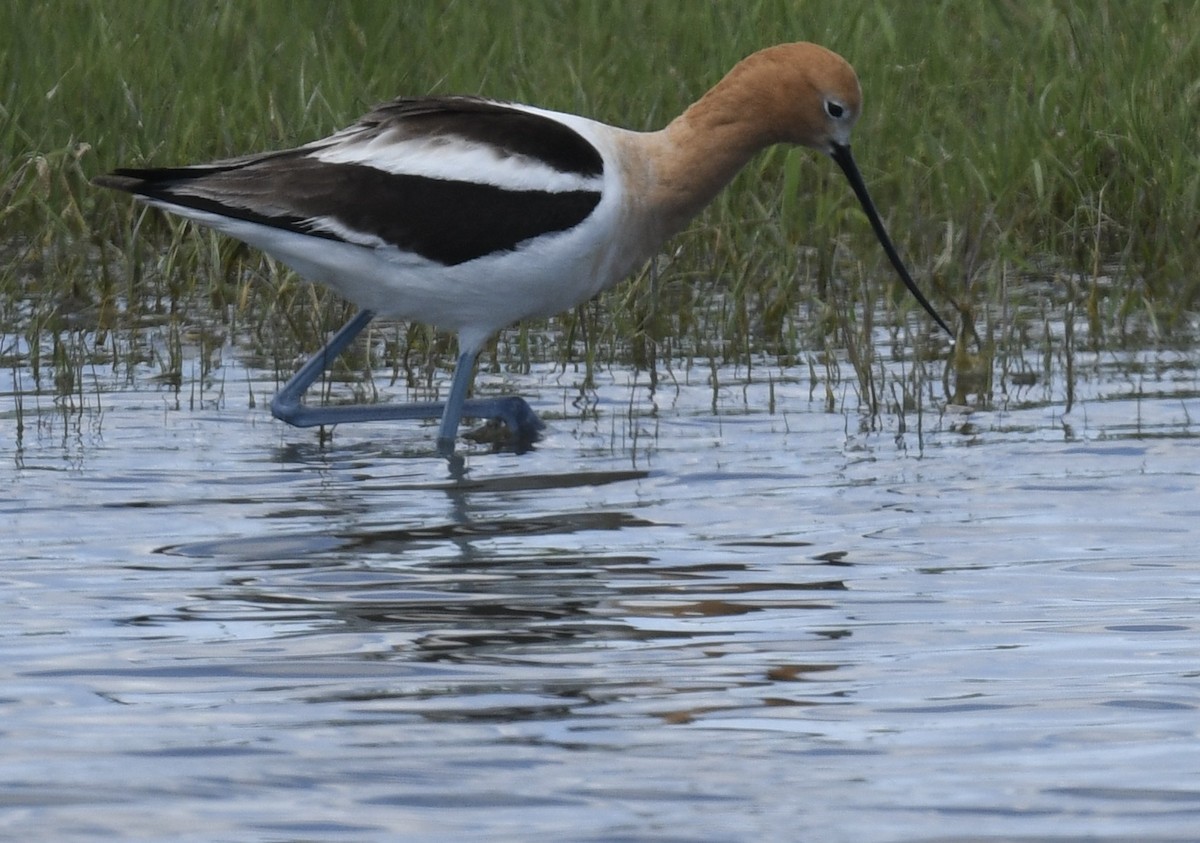 American Avocet - Sevilla Rhoads