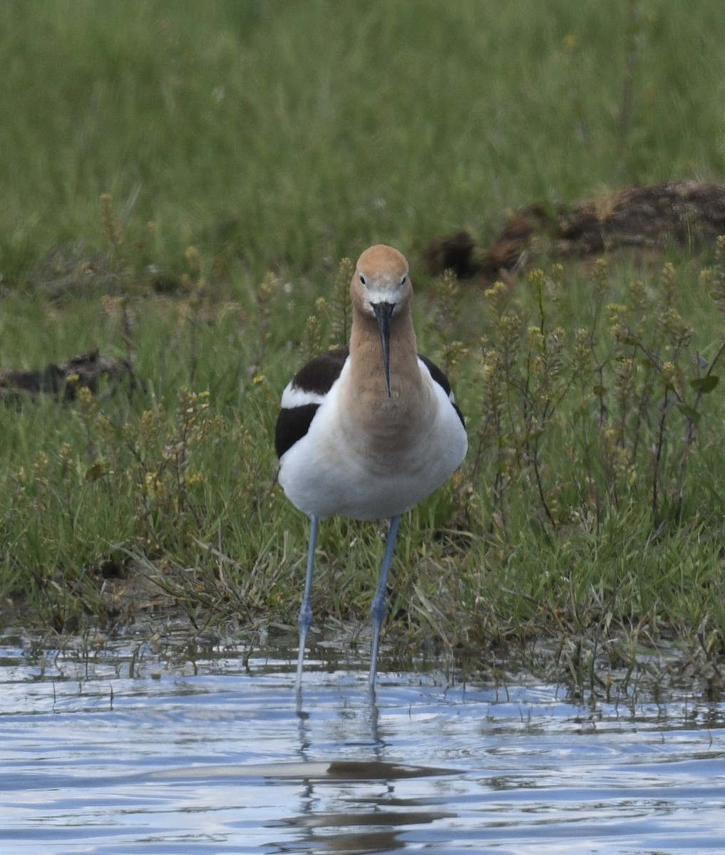 American Avocet - Sevilla Rhoads