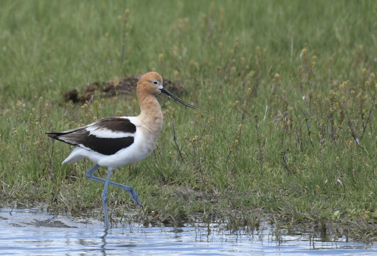 American Avocet - Sevilla Rhoads