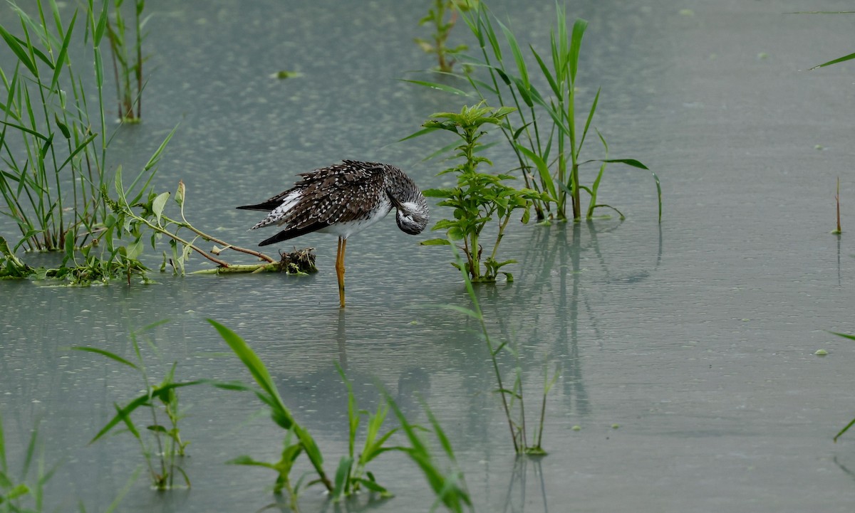 Lesser Yellowlegs - Grace Simms  🐦‍⬛