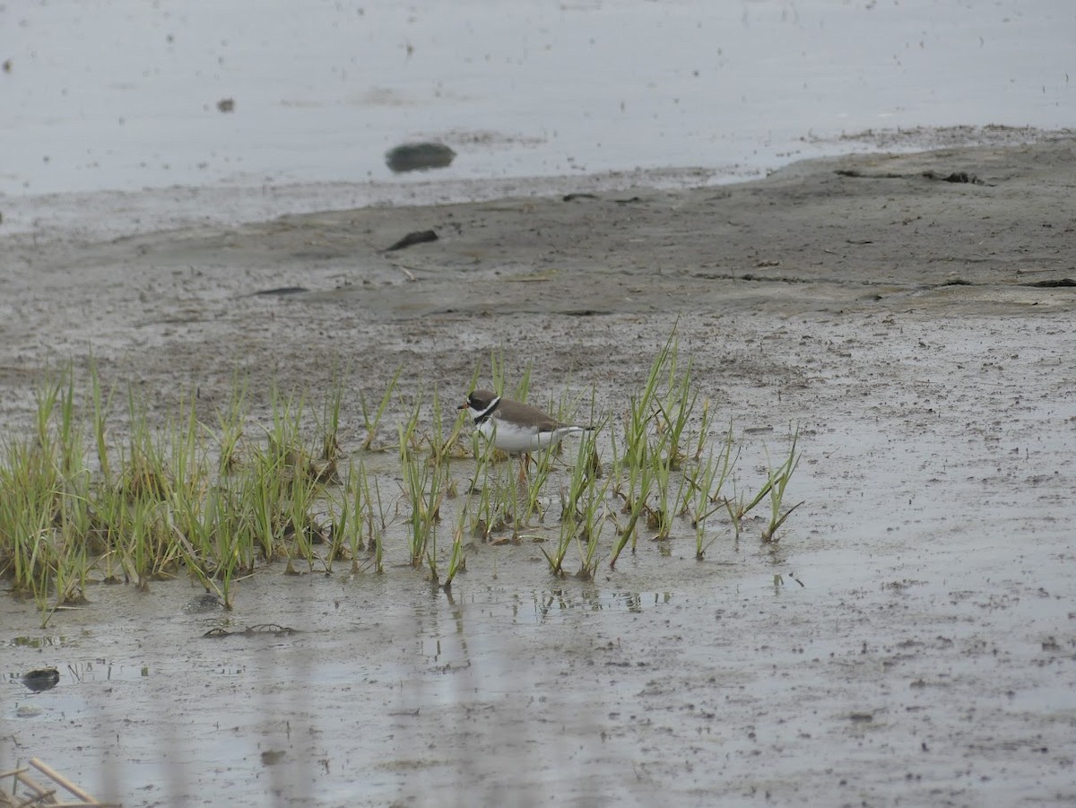 Semipalmated Plover - ML619324617