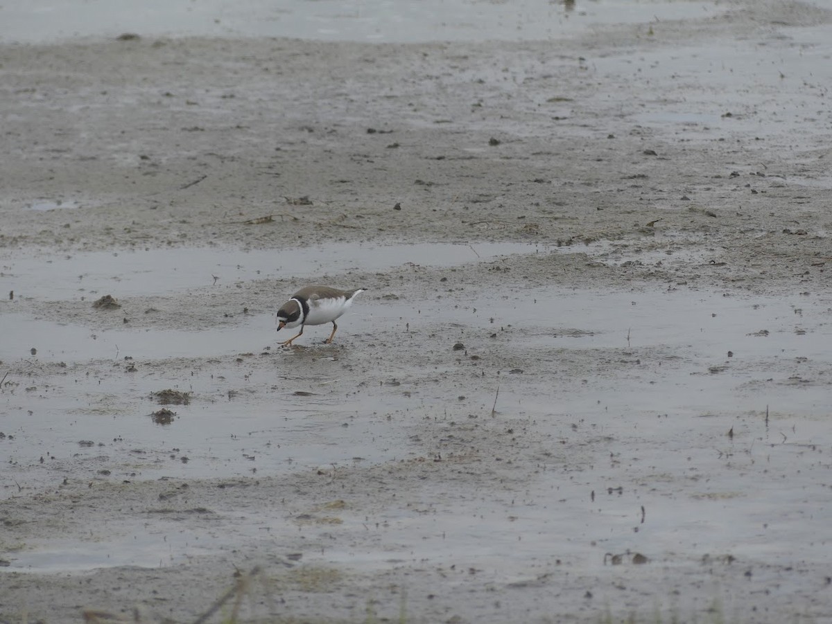 Semipalmated Plover - ML619324627