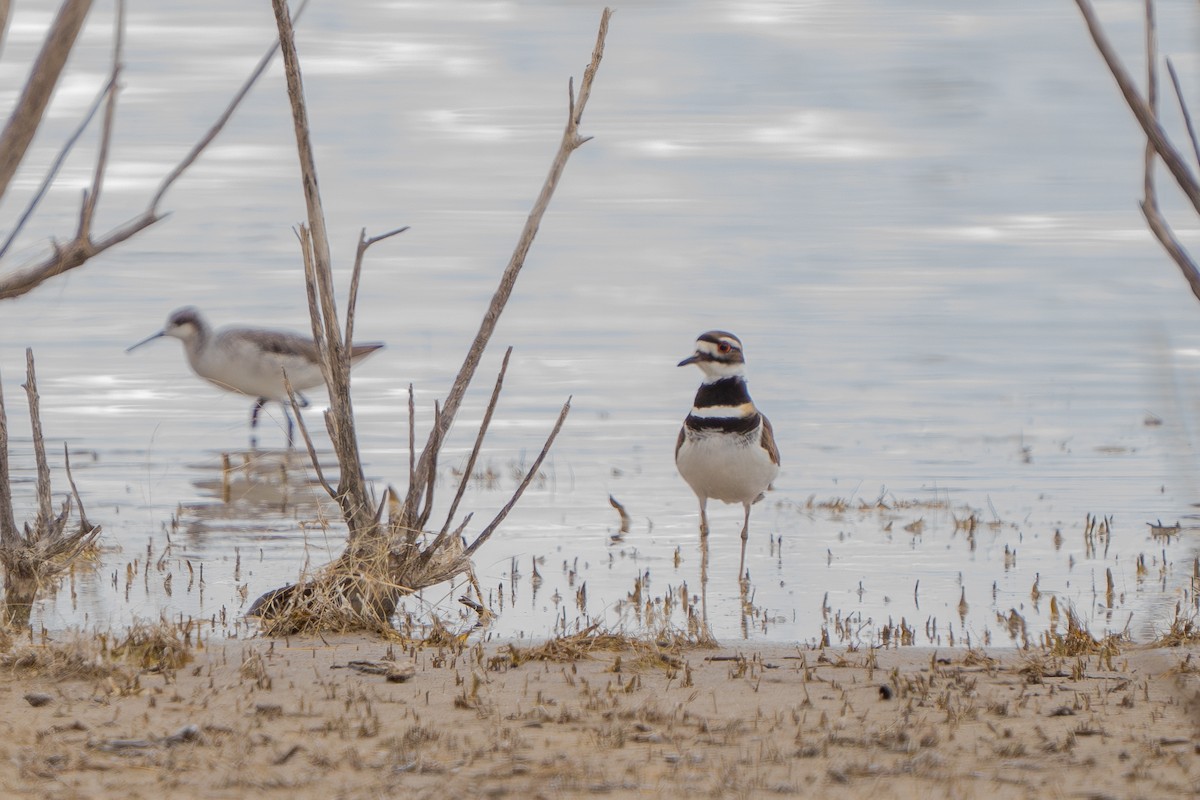 Killdeer - ML619324642