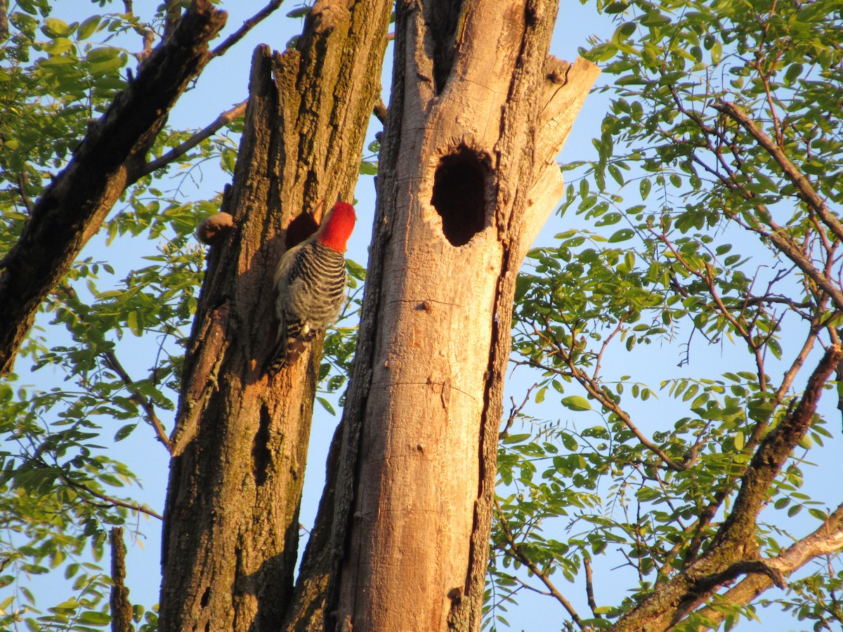 Red-bellied Woodpecker - Mickey Ryan